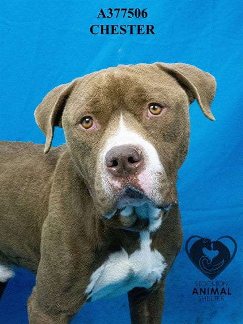 Photo of Chester, adoptable Pit Bull Terrier in Stockton, California