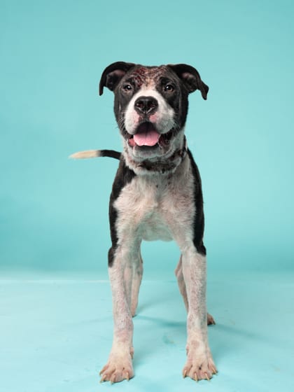 Photo of Maeve, adoptable dog in Atlanta, Georgia
