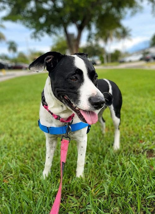 Photo of Emily, adoptable Terrier in Pompano Beach, Florida