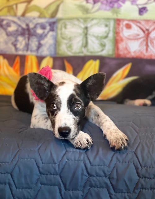 Photo of Dotty Vern Lonestar, adoptable Australian Cattle Dog/Blue Heeler in Rockaway, New Jersey