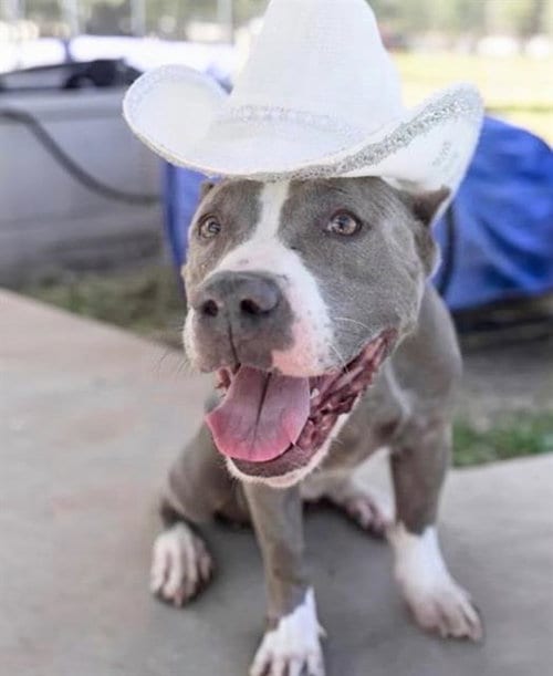 Photo of Amanda, adoptable Pit Bull Terrier in Houston, Texas