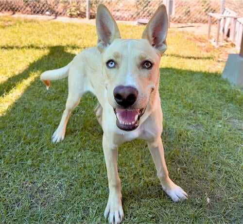 Photo of Foo, adoptable Labrador Retriever in San Bernardino, California