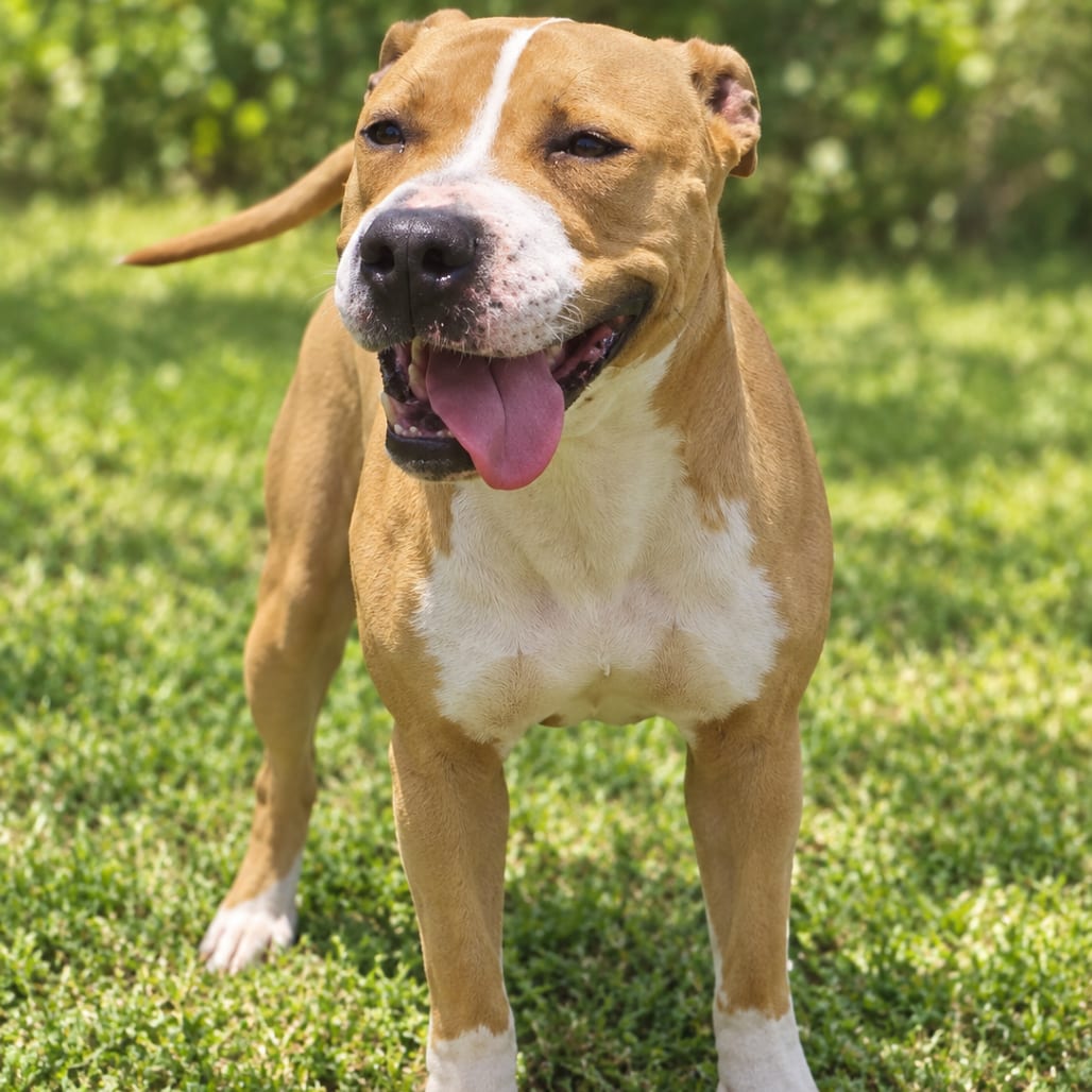 Photo of Apricot, adoptable Terrier, Pit Bull in Fort Pierce, Florida