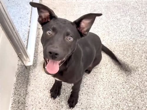 Photo of Butch, adoptable Labrador Retriever in Houston, Texas