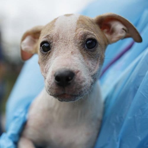 Photo of Poppy, adoptable American Staffordshire Terrier in San Antonio, Texas
