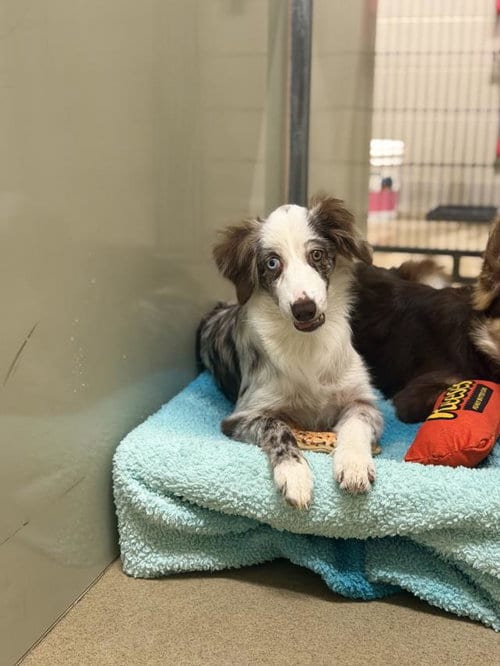 Photo of Cassie, adoptable Border Collie in Santa Maria, California