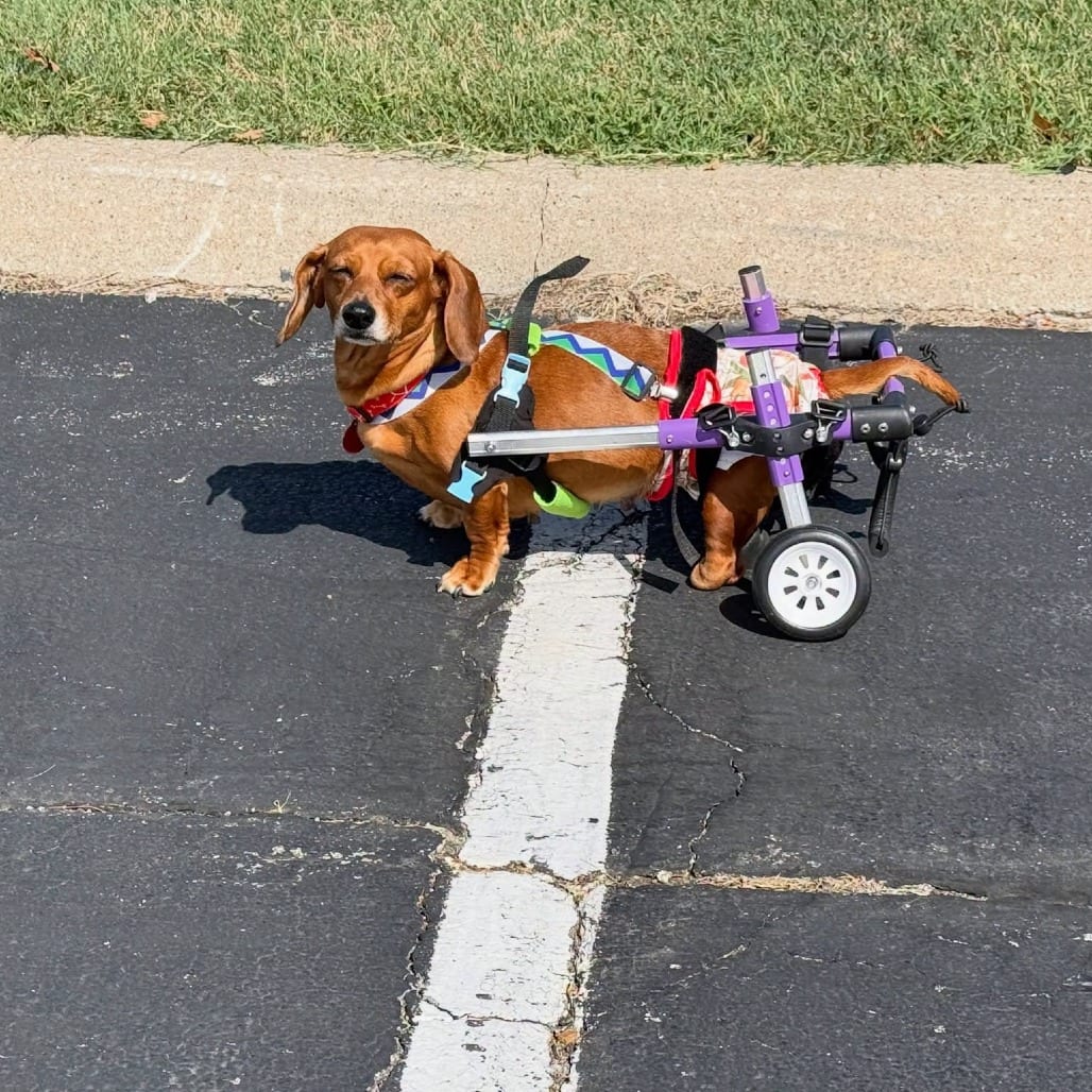 Photo of Gretchen Wieners, adoptable Dachshund in St. Louis, Missouri