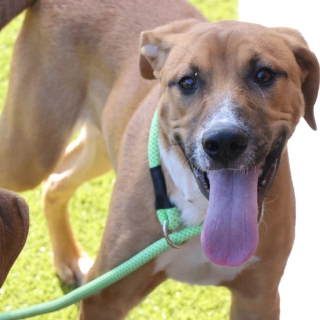 Photo of Graham, adoptable Hound in Spartanburg, South Carolina