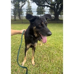 Photo of Bruno, adoptable German Shepherd Dog in Baton Rouge, Louisiana