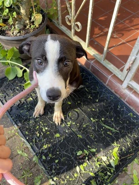 Photo of Popeye, adoptable Labrador Retriever in Miami, Florida