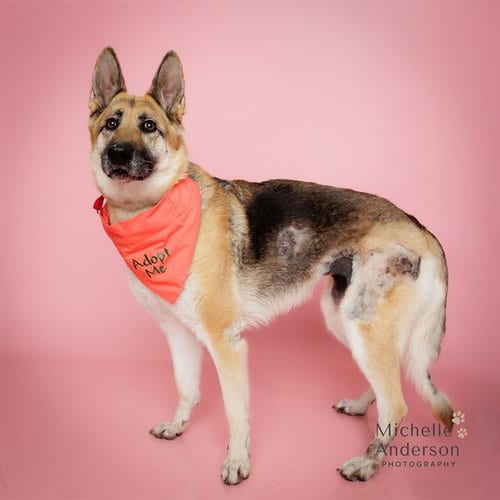 Photo of Junie, adoptable German Shepherd Dog in Corona, California