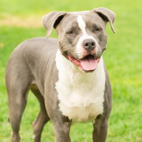 Photo of Stormi, adoptable Pit Bull Terrier in Camarillo, California