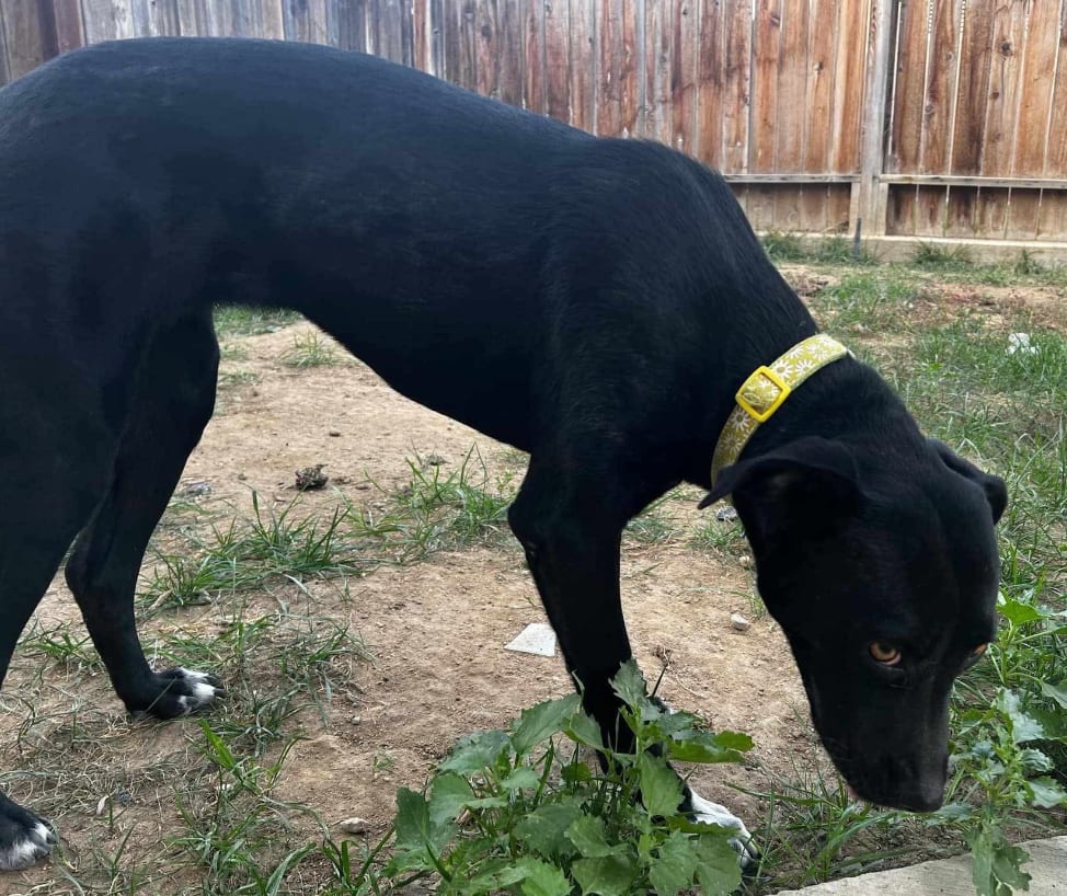 Photo of Ember, adoptable Labrador Retriever in Dana Point, California