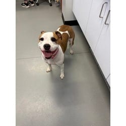 Photo of Apple, adoptable Mixed Breed (Medium) in New Castle, Delaware