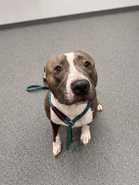 Photo of Judo, adoptable Pit Bull Terrier in Peoria, Illinois