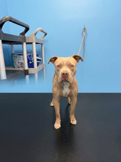 Photo of Buddha, adoptable Pit Bull Terrier in Los Angeles, California