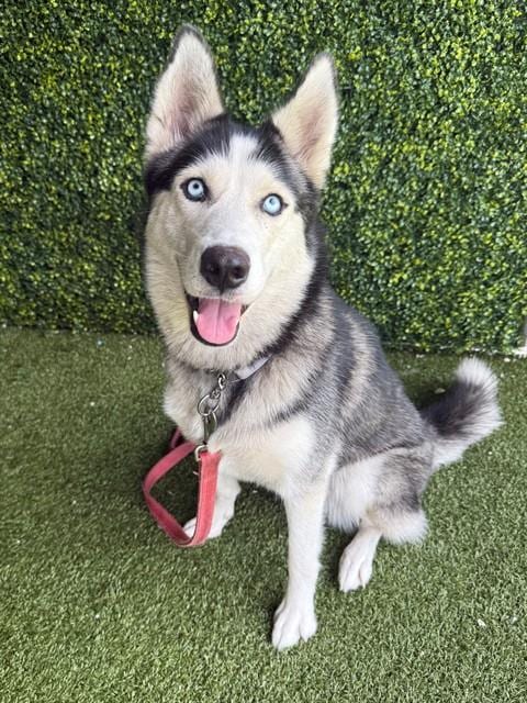 Photo of Yoshi, adoptable Husky in Naples, Florida
