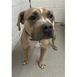 Photo of Mayito, adoptable American Pit Bull Terrier in San Bernardino, California