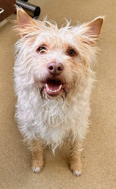 Photo of Couscous, adoptable West Highland White Terrier Westie in Derwood, Maryland