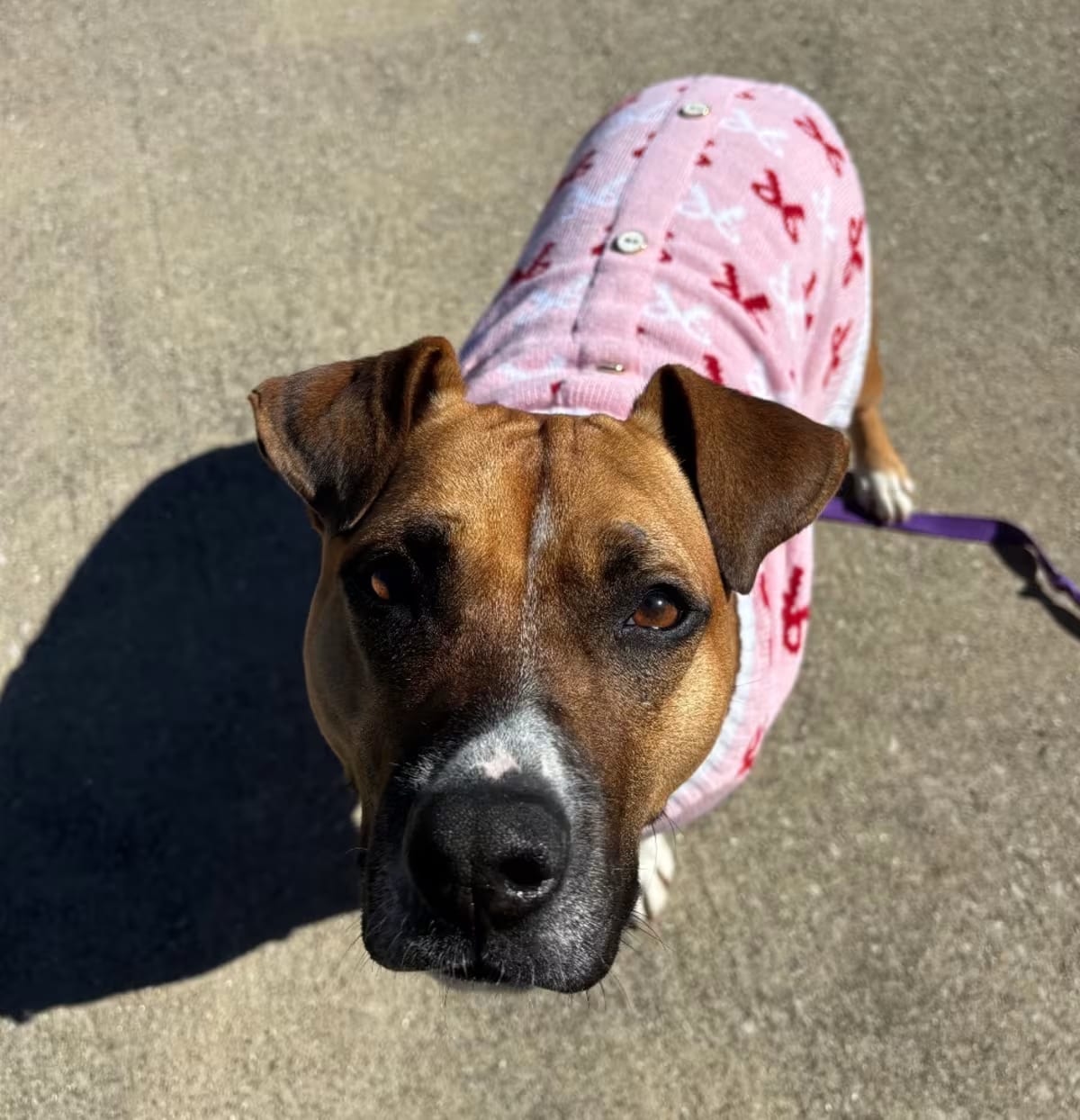 Photo of Kona, adoptable Mixed Breed (Medium) in Edwardsville, Illinois