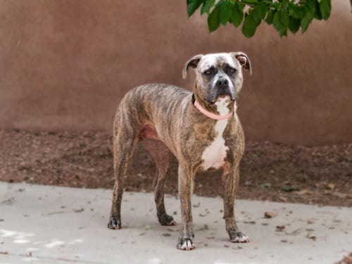 Photo of Razzy, adoptable Staffordshire Bull Terrier in Santa Fe, New Mexico