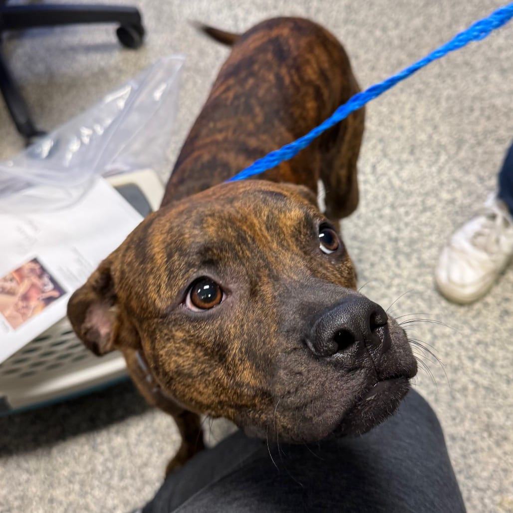 Photo of Tony, adoptable Terrier, Pit Bull in Jacksonville, North Carolina