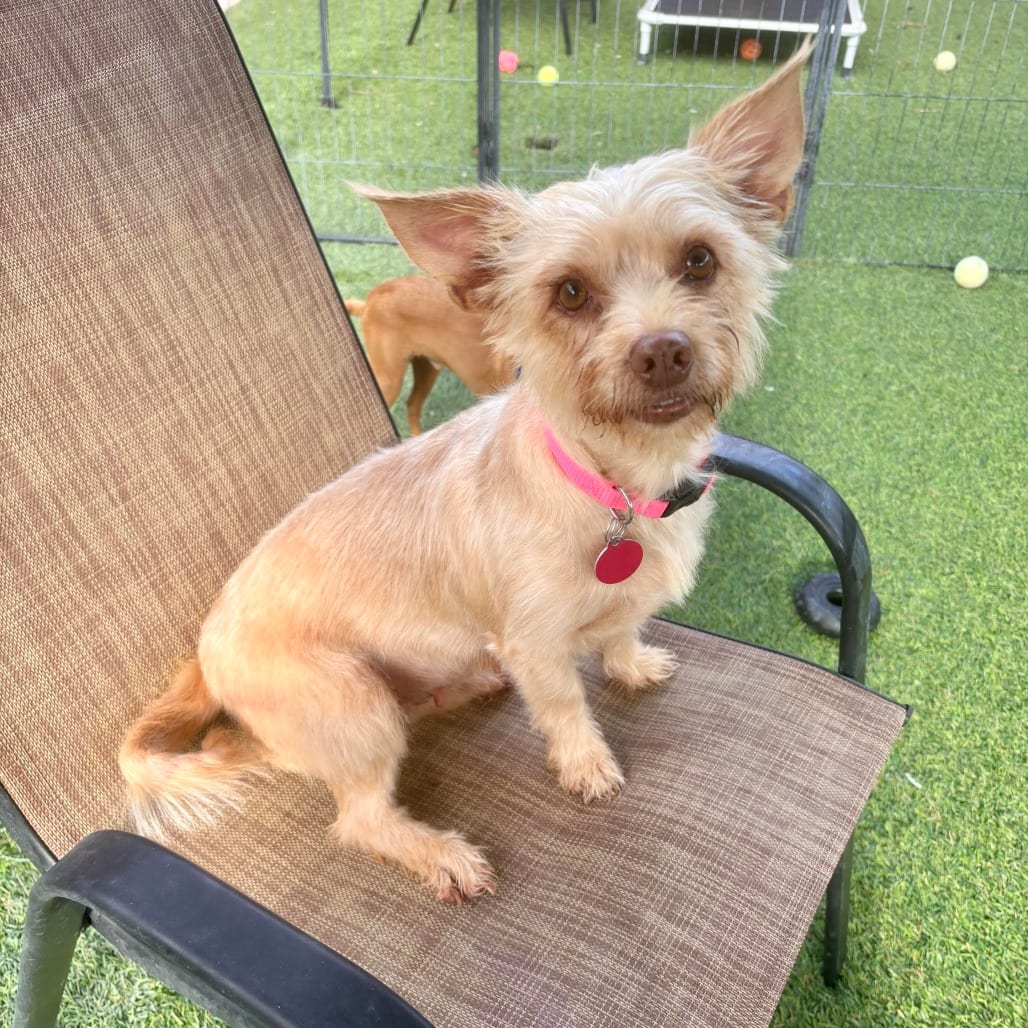 Photo of Petunia, adoptable Terrier in Agoura Hills, California