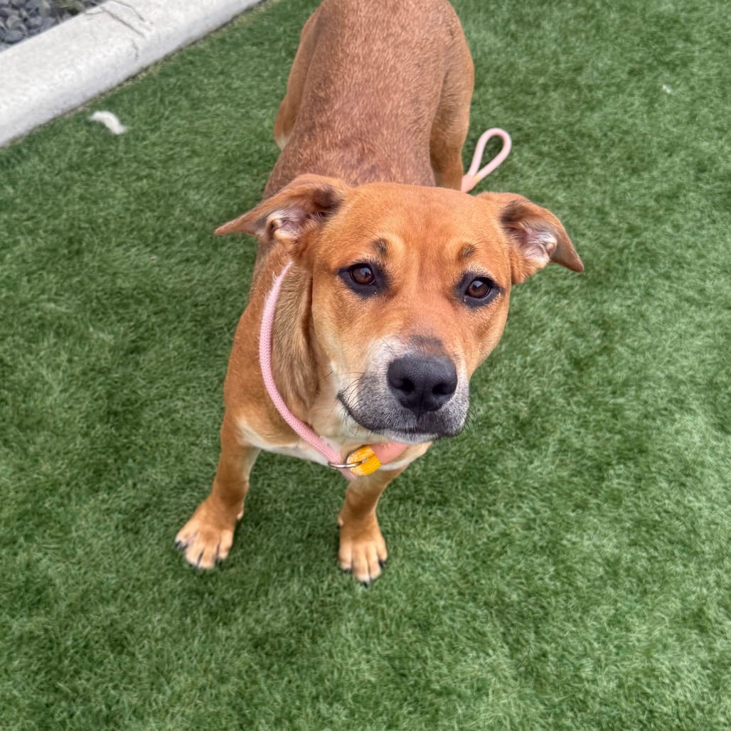 Photo of Maple CDAC 26C44225, adoptable Shepherd / Mixed Breed (Medium) in Hayden, Idaho