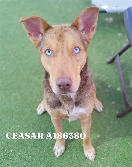 Photo of Ceasar, adoptable German Shepherd Dog in Pasadena, Texas
