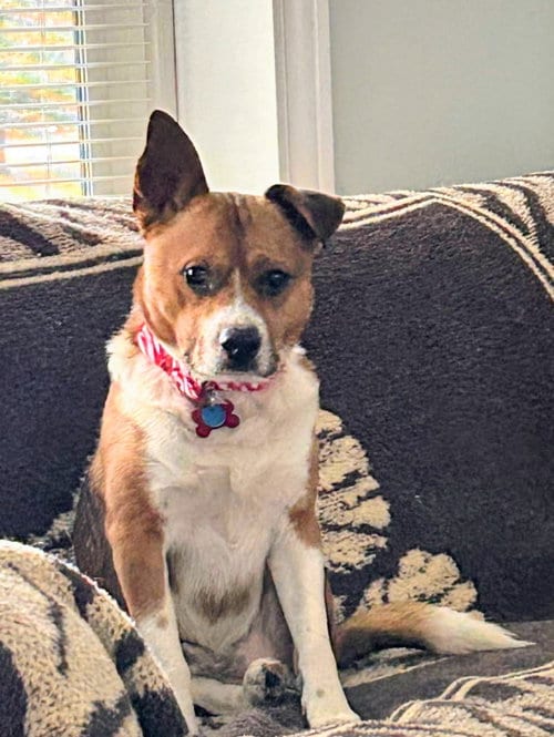 Photo of Little Jack, adoptable Beagle in Livonia, Michigan