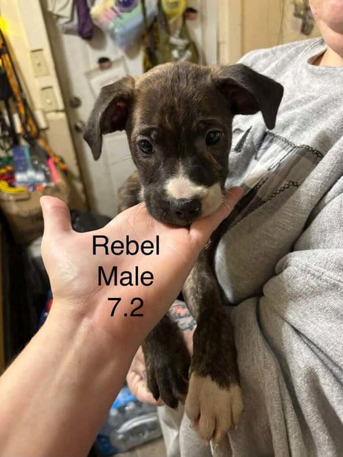 Photo of Johnson Rs : Rebel, adoptable Boxer in Aurora, Indiana
