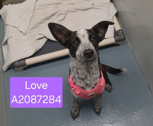 Photo of Love, adoptable Australian Cattle Dog/Blue Heeler in Houston, Texas