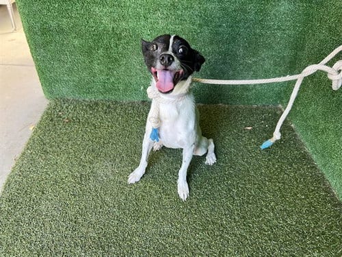Photo of Sparkles, adoptable Chihuahua in Lancaster, California