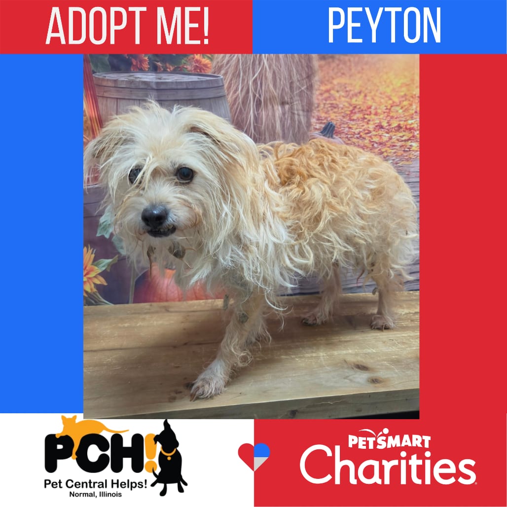 Photo of Peyton, adoptable Chihuahua / Terrier in Normal, Illinois