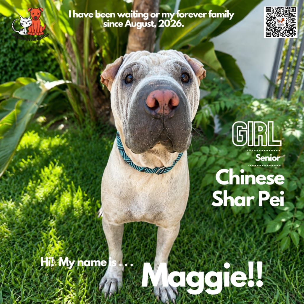Photo of Maggie, adoptable Chinese Shar-Pei in Westminster, California