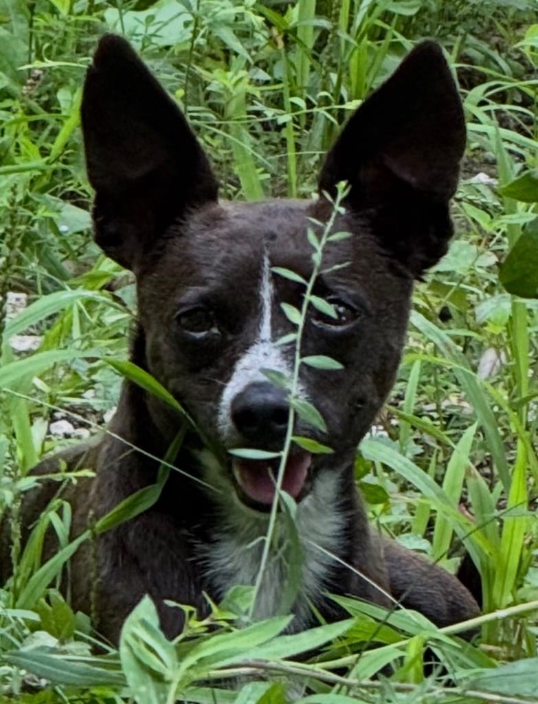 Photo of J.J., adoptable Chihuahua in Crossville, Tennessee