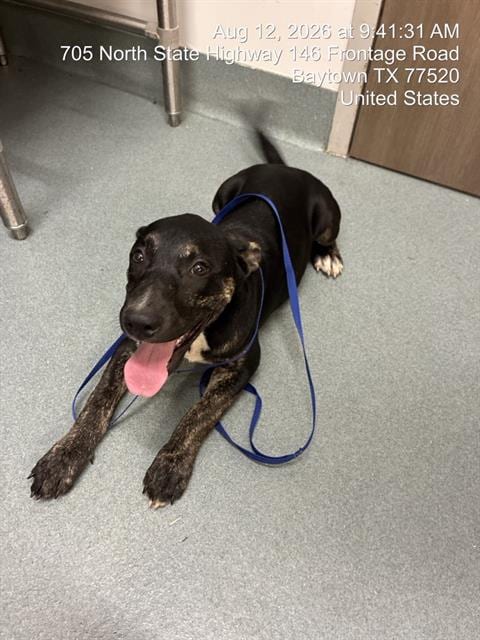 Photo of Zuri, adoptable Pit Bull Terrier in Baytown, Texas
