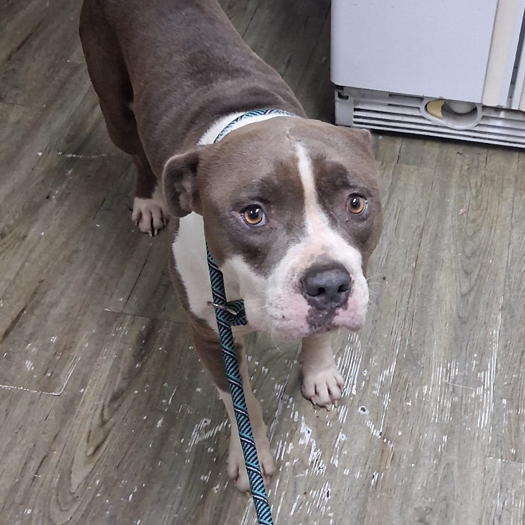 Photo of Hank, adoptable Mixed Breed (Medium) in Summerville, South Carolina