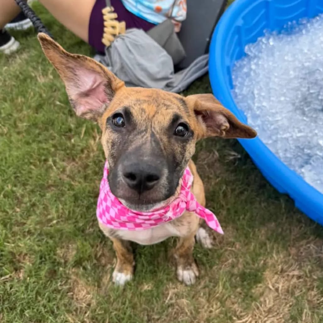 Photo of Coconut, adoptable Mixed Breed (Medium) in St. Charles, Missouri