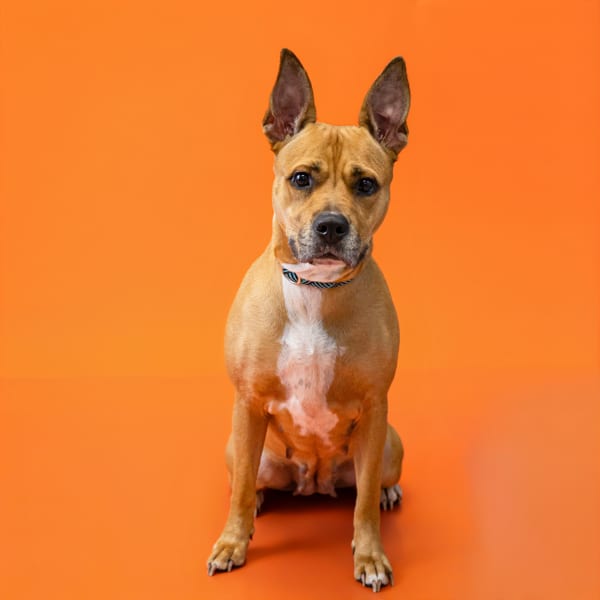 Photo of Praline, adoptable Staffordshire Bull Terrier cross in Lawrenceville, Georgia