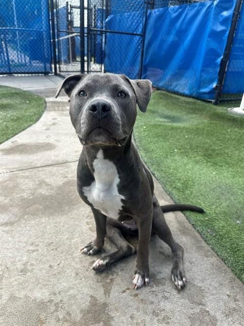 Photo of Eve, adoptable American Bulldog in Miami, Florida