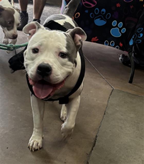 Photo of Kilo, adoptable Mixed Breed