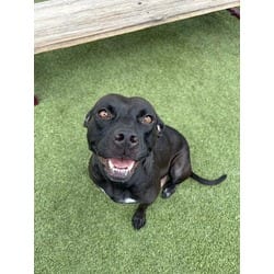 Photo of Shirley, adoptable Terrier (Unknown Type, Medium) in Doral, Florida