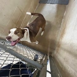 Photo of Hank, adoptable Husky American Pit Bull Terrier in Ringgold, Georgia