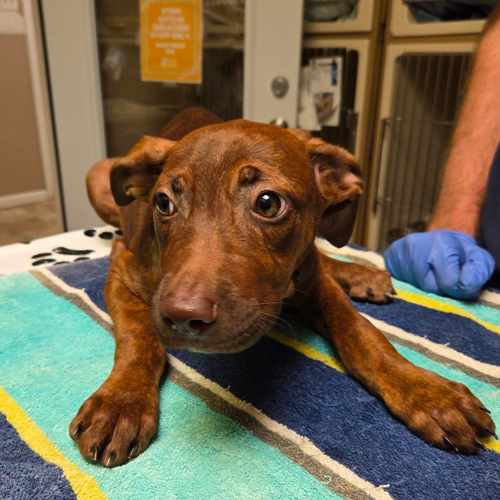 Photo of Hazlenut, adoptable Mixed Breed (Medium) in Dallas, Texas