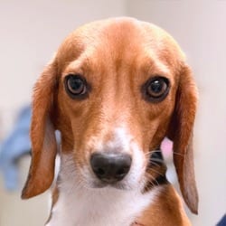 Photo of Flutter 9074, adoptable Beagle in Loxahatchee, Florida