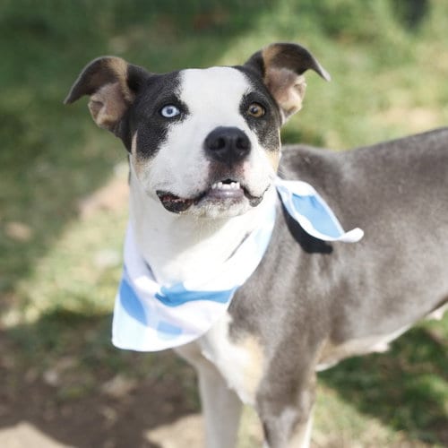 Photo of Vaquita, adoptable American Staffordshire Terrier in San Antonio, Texas
