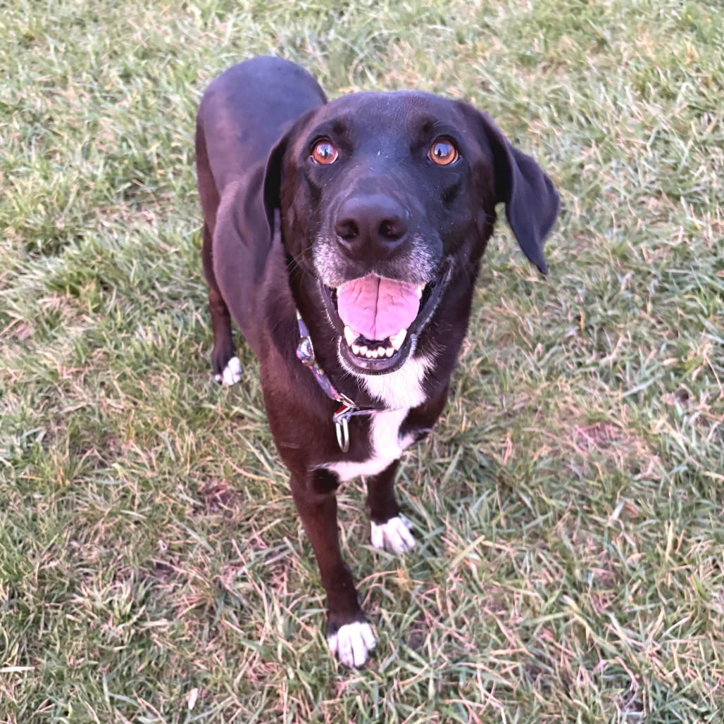 Photo of Apple, adoptable Retriever, Labrador / Mixed Breed (Large) in Wheeling, Illinois