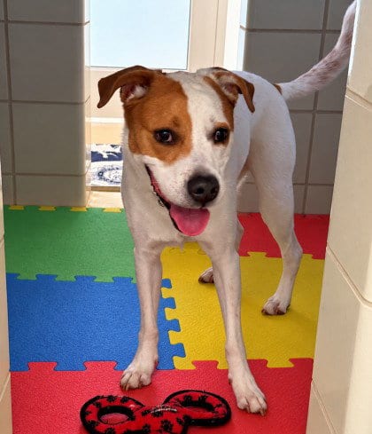 Photo of Puzzle, adoptable Beagle in Derwood, Maryland