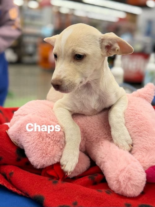 Photo of Chaps, adoptable Chihuahua in Turlock, California